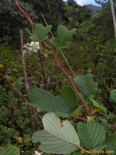 Image of plant Rubus ellipticus