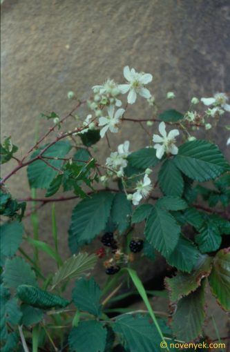 Image of plant Rubus grandiflorus