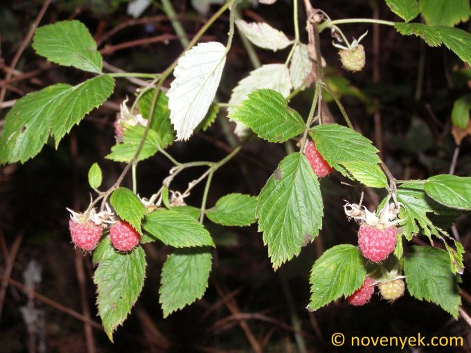 Image of plant Rubus idaeus