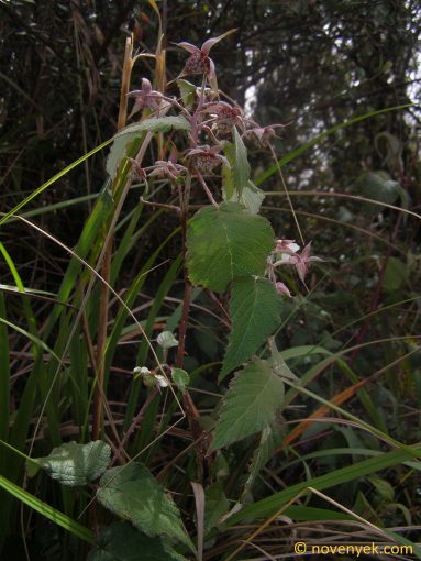 Image of plant Rubus miser