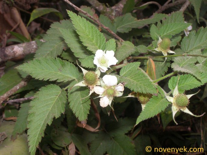 Image of plant Rubus occidentalis