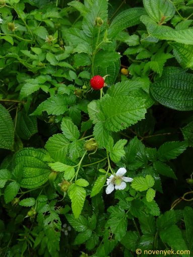 Image of plant Rubus rosifolius