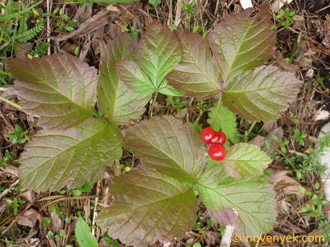 Image of plant Rubus saxatilis