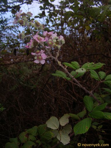 Image of plant Rubus ulmifolius