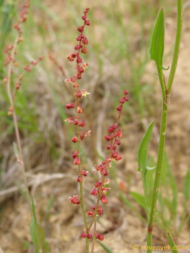 Image of plant Rumex acetosella