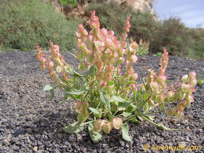 Image of plant Rumex vesicarius