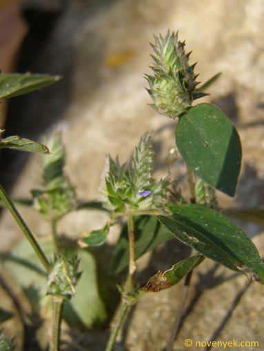 Image of plant Rungia pectinata