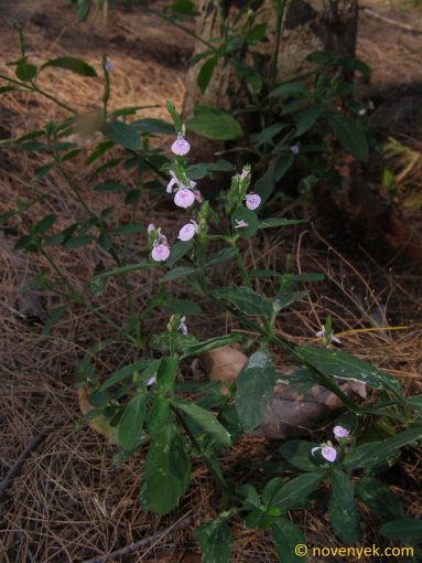 Image of plant Rungia taiwanensis