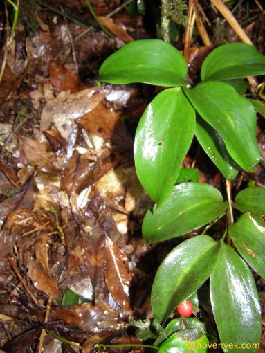 Image of plant Ruscus streptophyllus