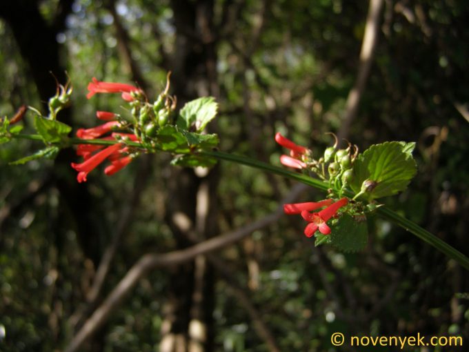 Image of plant Russelia sarmentosa