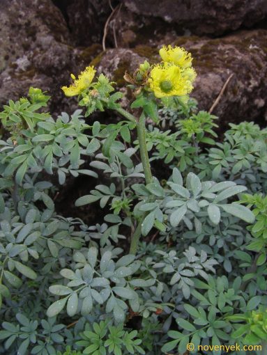 Image of plant Ruta chalepensis