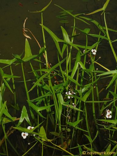 Image of plant Sagittaria sagittifolia
