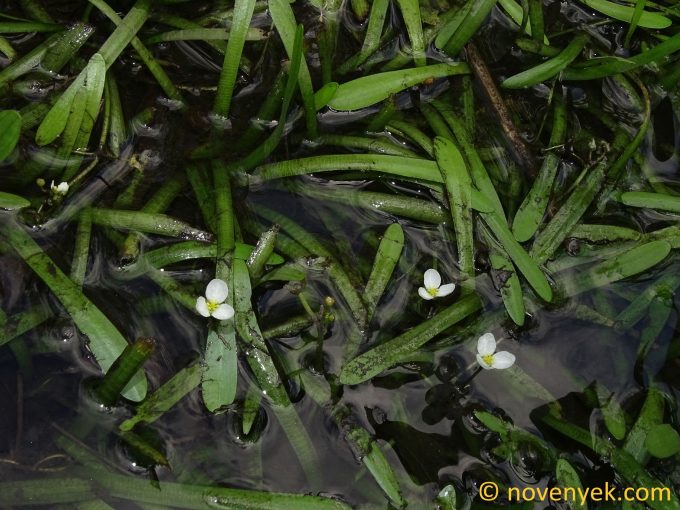 Image of plant Sagittaria subulata