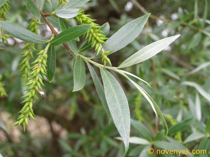 Image of plant Salix alba