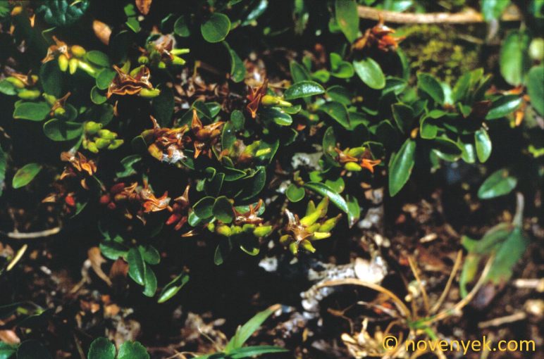 Image of plant Salix alpina