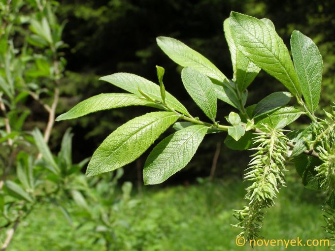 Image of plant Salix appendiculata