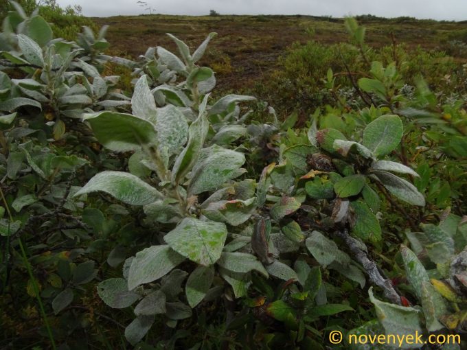 Image of plant Salix arctica