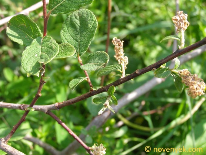 Image of plant Salix aurita