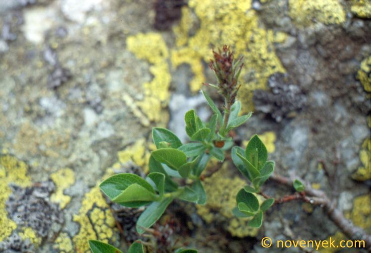 Image of plant Salix breviserrata