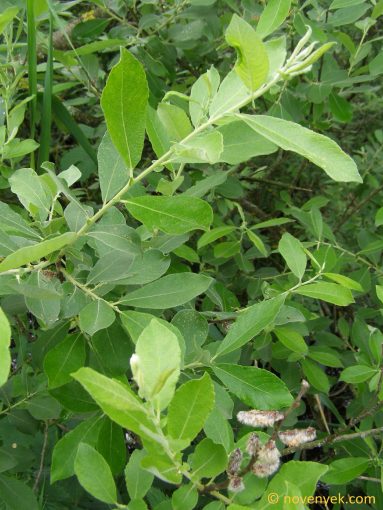Image of plant Salix cinerea