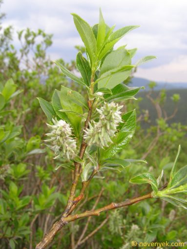 Image of plant Salix daphnoides