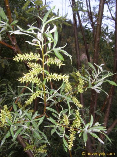 Image of plant Salix eleagnos