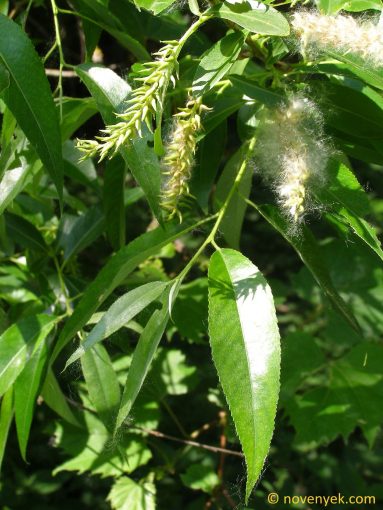 Image of plant Salix fragilis