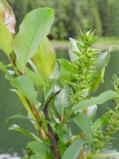 Image of plant Salix glabra