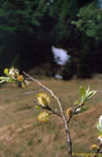 Image of plant Salix helvetica