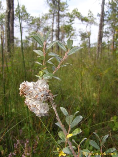 Image of plant Salix lapponum