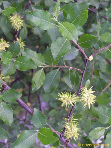 Image of plant Salix myrsinifolia