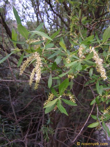 Image of plant Salix pedicellata