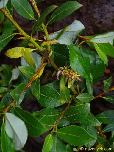 Image of plant Salix phylicifolia