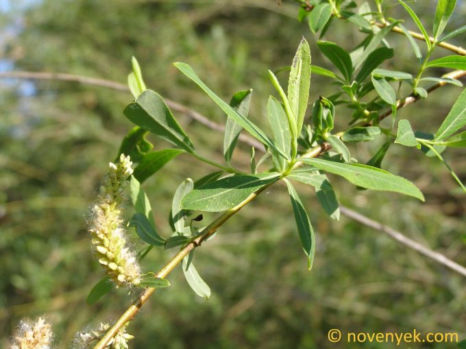Image of plant Salix purpurea