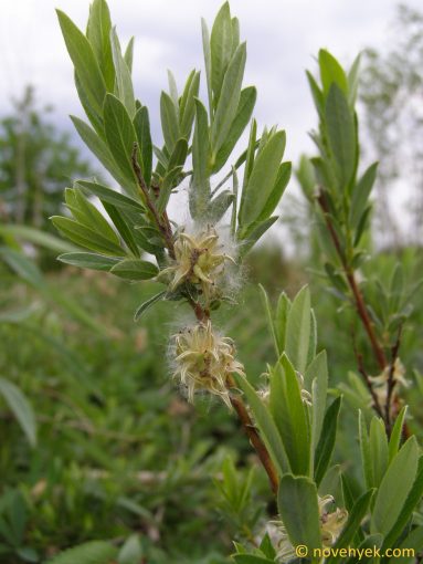 Image of plant Salix rosmarinifolia