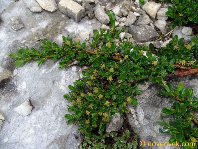 Image of plant Salix serpyllifolia