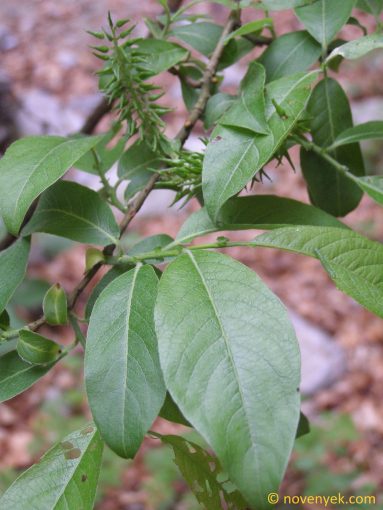 Image of plant Salix silesiaca