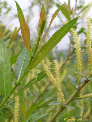 Image of plant Salix triandra