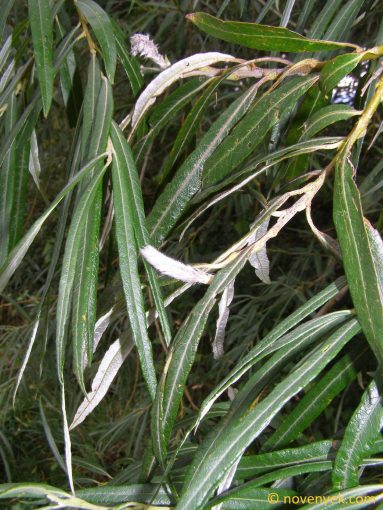Image of plant Salix viminalis