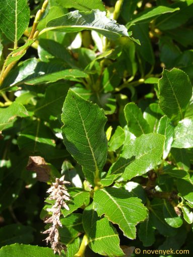 Image of plant Salix waldsteiniana