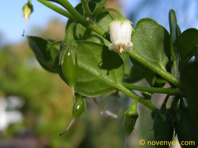 Image of plant Salpichroa origanifolia