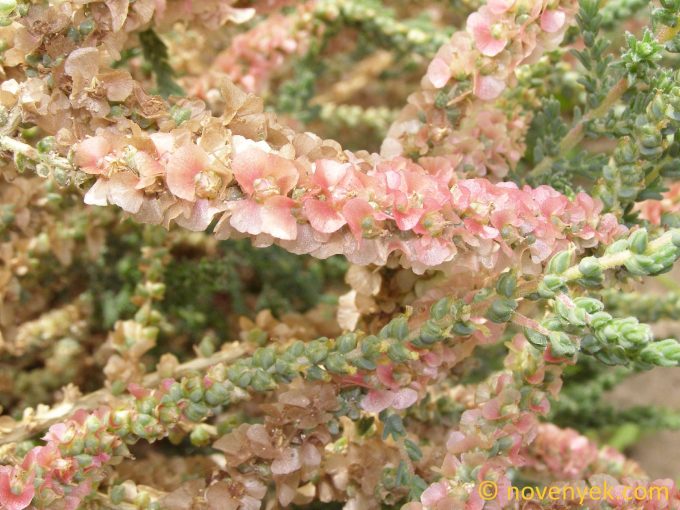 Image of plant Salsola vermiculata