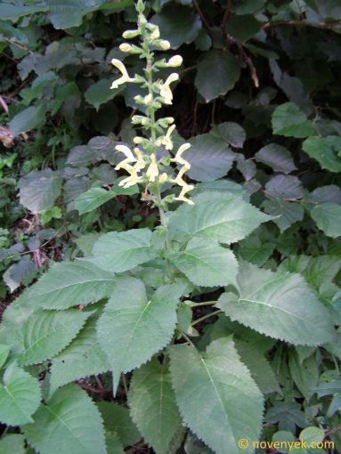 Image of plant Salvia glutinosa