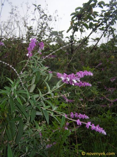 Image of plant Salvia leucantha