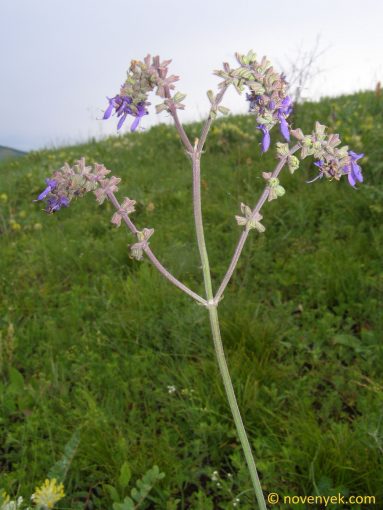 Image of plant Salvia nutans