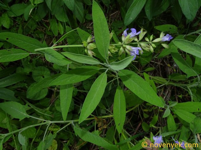 Image of plant Salvia officinalis