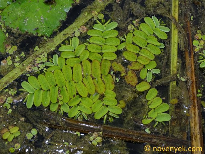 Image of plant Salvinia natans
