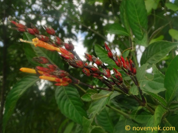 Image of plant Sanchezia ecuadorensis