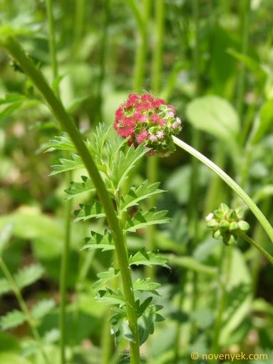 Image of plant Sanguisorba minor