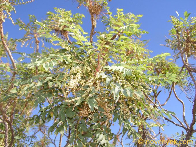 Image of plant Sanguisorba moquiniana